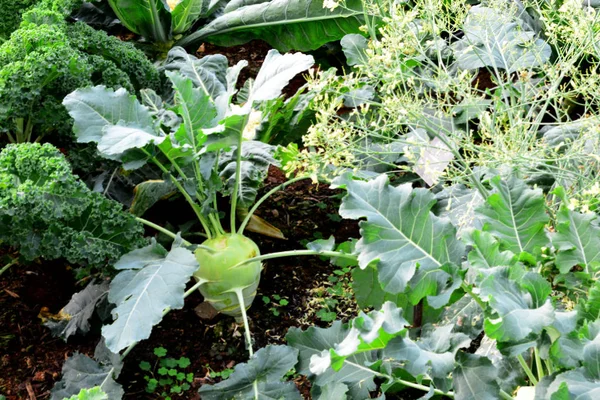 Kohlrabi, 萝卜根卷心菜 — 图库照片