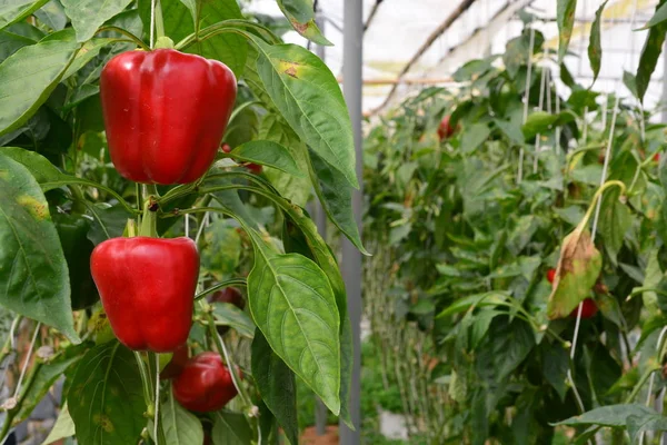 СВОБОДНЫЙ PEPPER / BELL PEPPER — стоковое фото