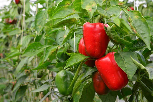 СВОБОДНЫЙ PEPPER / BELL PEPPER — стоковое фото