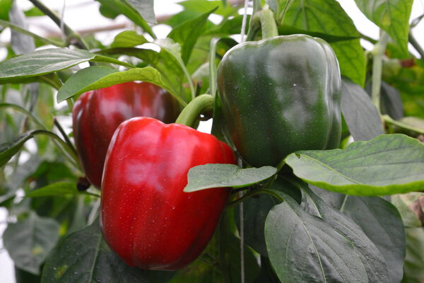 СВОБОДНЫЙ PEPPER / BELL PEPPER
  