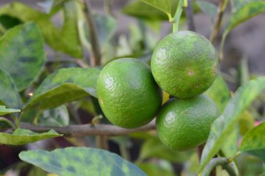 Ağaçta asılı limon yeşili