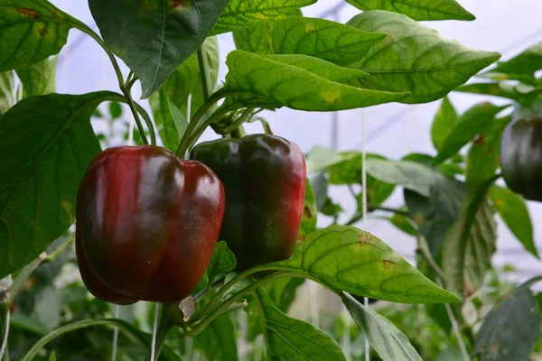 Paprika / Paprika — Stockfoto