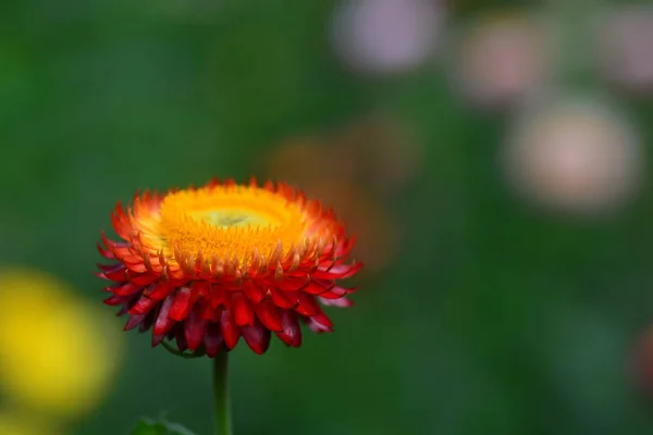 Flor de palha ou flor de margarida eterna ou de papel — Fotografia de Stock