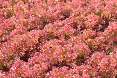 Sebze Bahçe gruptaki Hydroponic bitkiler