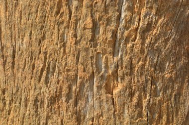 ağaç ahşap dokusu arkaplanı