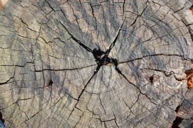 ağaç ahşap dokusu arkaplanı