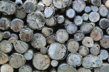 ağaç ahşap dokusu arkaplanı