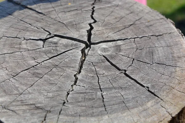 Árbol textura de madera fondo — Foto de Stock