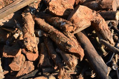 Ormanda kesilen ağaçları kapatın.