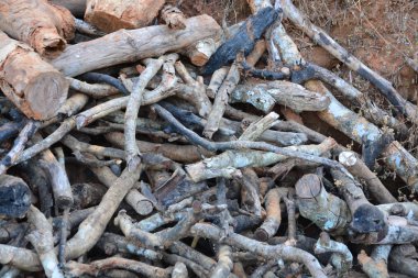 Ormanda kesilen ağaçları kapatın.