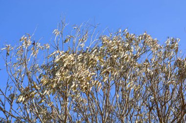 metin eklemek için ağaç kopya alanı kurutulmuş yaprakları
