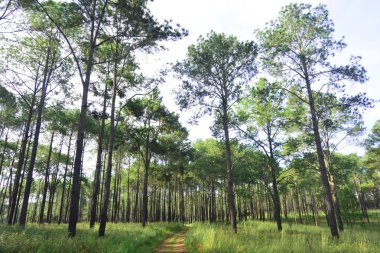 Thung Nang Phaya 'da çam ormanı