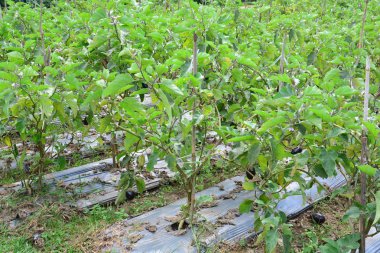 Patlıcan (armut shoped) üzerinde tarlası