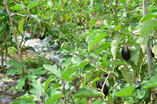 Berenjena (de pera) en la plantación — Foto de Stock