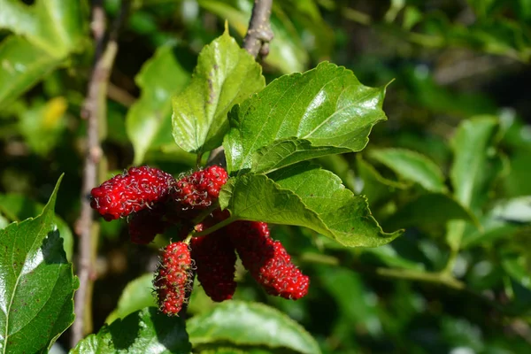 Mulberry tree in garden — Stock Photo, Image