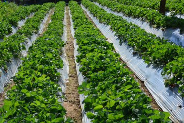 çilek bahçesinde çilek