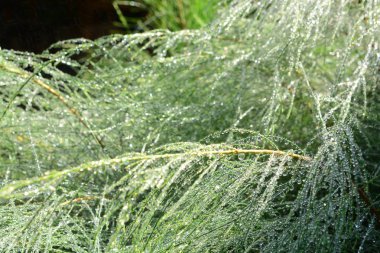 Çiy, çim üzerinde bulunan sıvı su damlacıkları