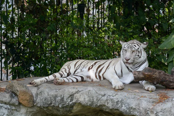 Weißer Tiger — Stockfoto