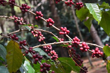 Arabica kahve ağacında kahve fasulyesi, kahve kiraz veya kahve meyveleri