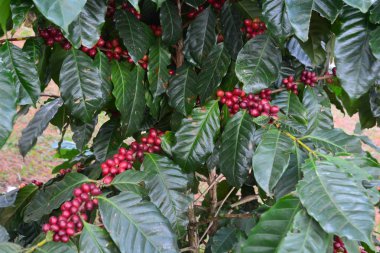 Arabica kahve ağacında kahve fasulyesi, kahve kiraz veya kahve meyveleri