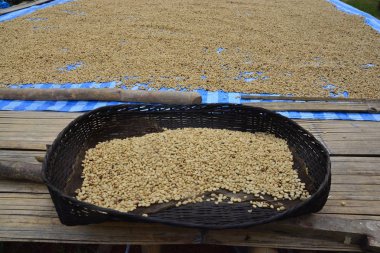 Kahve çekirdekleri kurutma süreci (parşömen kahve) 