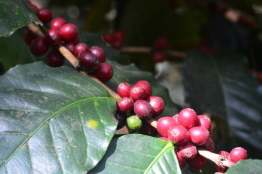 Arabica kahve ağacında kahve fasulyesi, kahve kiraz veya kahve meyveleri