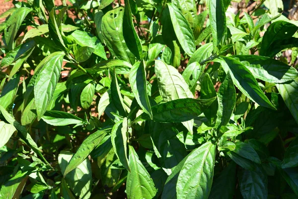 Indigo leafs on tree (Indigofera tinctoria L) — Stock Photo, Image