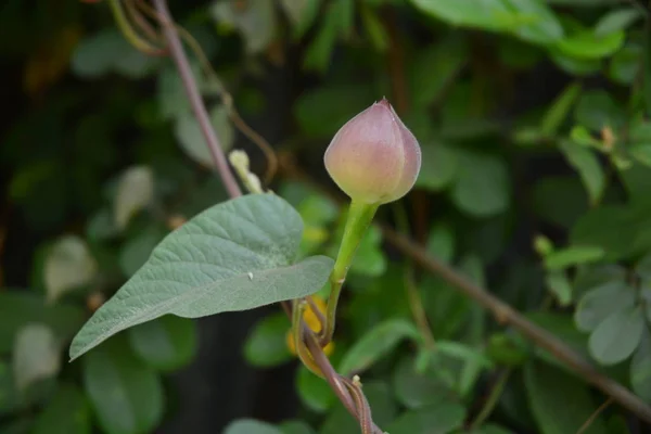 Aniseia martinicensis kwiat — Zdjęcie stockowe