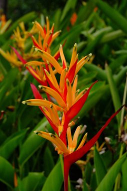 Cennet kuşu bahçede çiçek açıyor.