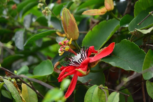 Flor da paixão vermelha, Flor de paixão vermelha, Videira da paixão, Videira passional — Fotografia de Stock