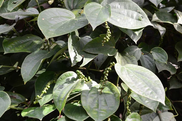 Fekete bors növények egy organikus paprika gazdaságban Kampot, Kambodzsa. — Stock Fotó