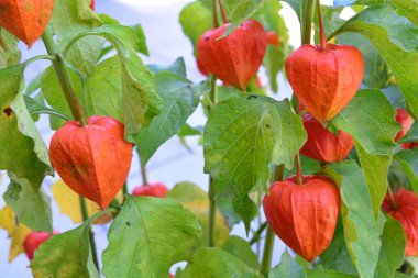 Physalis alkekengi