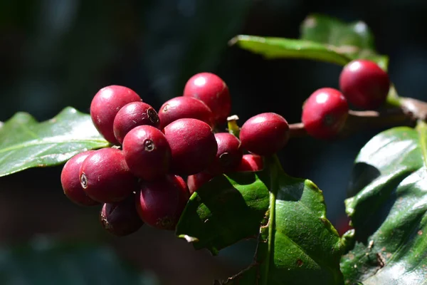 Coffee bean, coffee cherries or coffee berries on Arabica coffee tree