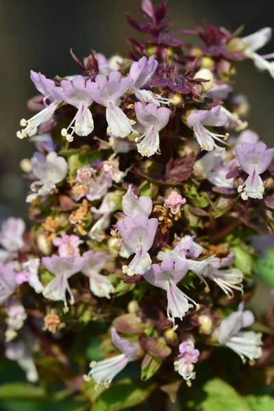 Basilico dolce, Basilico tailandese, Ocimum basilicum Linn (fiore ) — Foto Stock