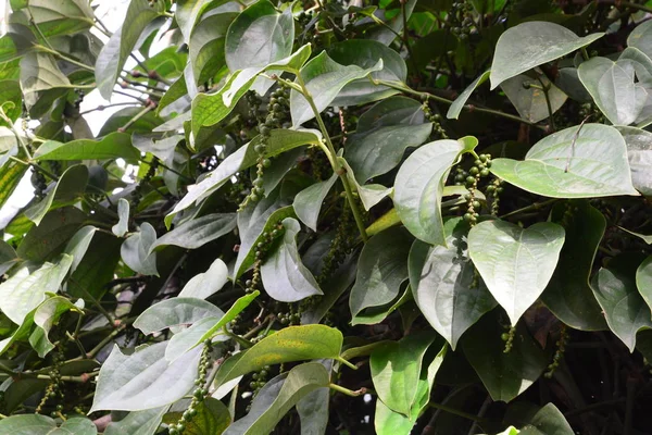 Fekete bors növények egy organikus paprika gazdaság Kampot — Stock Fotó