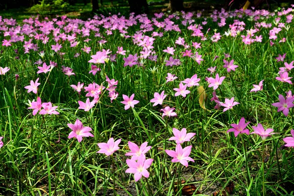 Zephyranthes Lily vagy Rain Lily a Queen Sirikit parkban, Bangkok, Thaiföld Zephyranthes Lily vagy Rain Lily a Queen Sirikit parkban, Bangkok, Thaiföld. — Stock Fotó