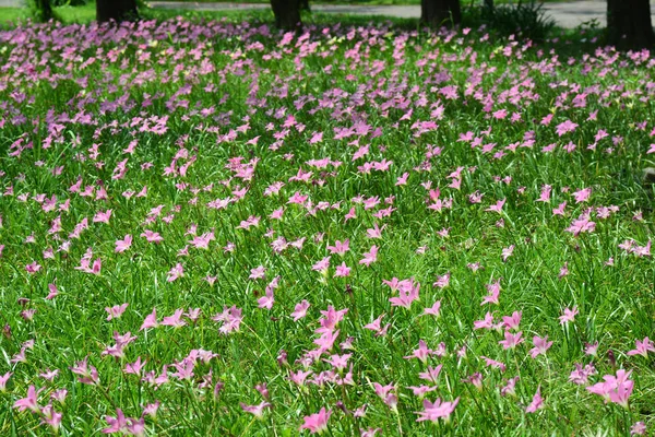 Zephyranthes Lily or Rain Lily in Queen Sirikit park, Μπανγκόκ, Ταϊλάνδη. — Φωτογραφία Αρχείου