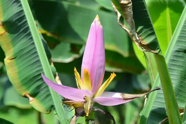 Musa ornata (banana com flor) Banana bua luang — Fotografia de Stock