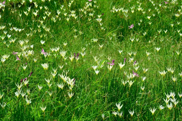 Zephyranthes Lily o Lluvia Lily en el parque Queen Sirikit, Bangkok, Tailandia . — Foto de Stock