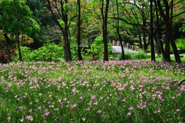 Zephyranthes Lily veya Yağmur Zambağı Kraliçe Sirikit Parkı, Bangkok, Tayland.