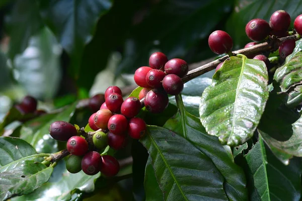 Coffee bean, coffee cherries or coffee berries on Arabica coffee tree
