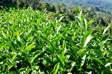 Taze yaprakları ve yeşil çay bud. 