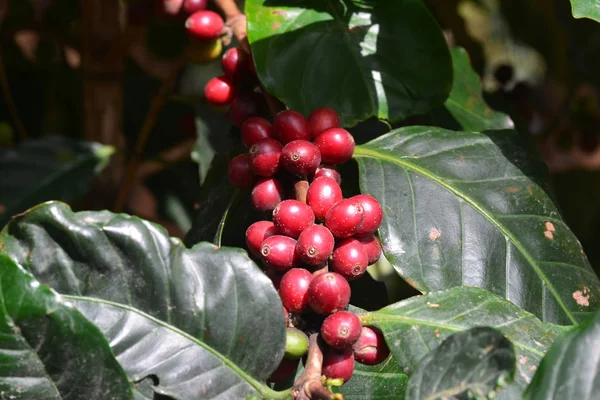 Kávébab, kávé cseresznye és kávé bogyók Arabica kávéfáról — Stock Fotó