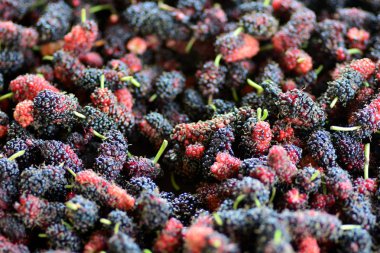 Dut arka plan, siyah olgun ve kırmızı olgunlaşmamış dut 