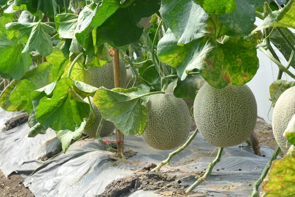 Cantaloupe. Fresh melon on tree. — Stock Photo, Image