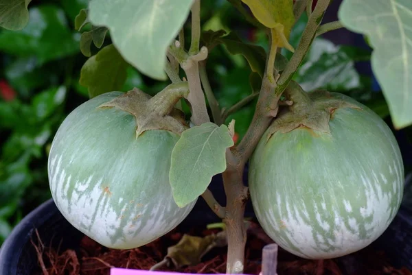 Thailändische Aubergine, Nachtschattengewächs mit gelben Beeren — Stockfoto