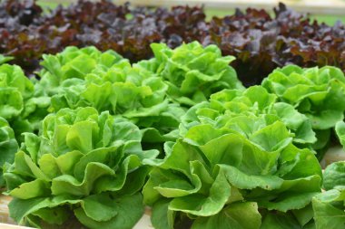 Yeşil meşe ve kırmızı meşe