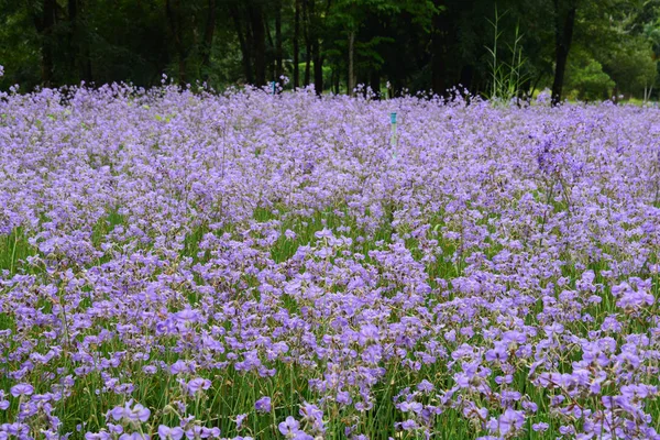 Mordannie sekvojovec (Vahl) BR., Commelinaceae, sladký fialový květ, který korunoval — Stock fotografie