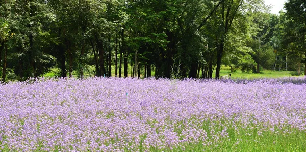 Murdannia giganteum (Vahl. ) Hno., Commelinaceae, Flores de color púrpura dulce que coronó —  Fotos de Stock