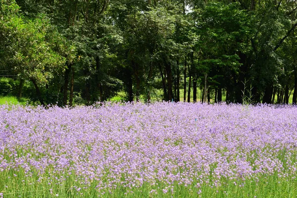 Murdannia giganteum (Vahl.)Br., Commelinaceae,  Sweet purple flowers which crowned — Stock Photo, Image